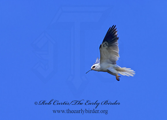 Elanus leucurus  WHITE-TAILED KITE 128305z