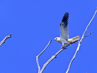 Elanus leucurus  WHITE-TAILED KITE 128232z
