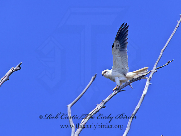 Elanus leucurus  WHITE-TAILED KITE 128232z