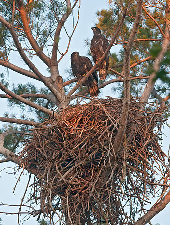 Haliaeetus leucocephalus  BALD EAGLE 3002823z