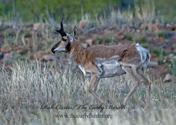 Antilocapra americana  PRONGHORN 5006345z