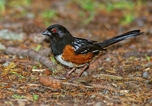 Pipilio maculatus  SPOTTED TOWHEE 146832z