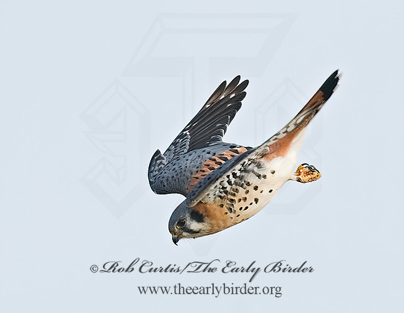 Falco sparverius  AMERICAN KESTREL  7013372z