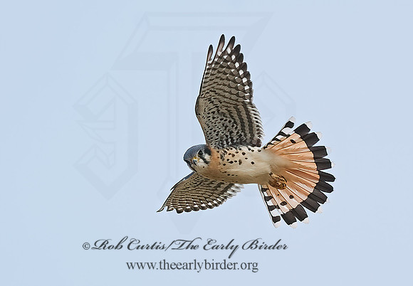 Falco sparverius  AMERICAN KESTREL  7013371z