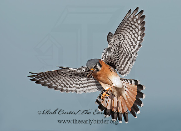 Falco sparverius  AMERICAN KESTREL  3010754z