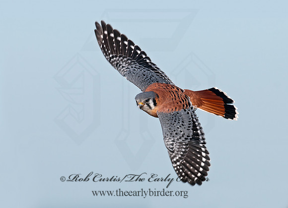 Falco sparverius  AMERICAN KESTREL  3010771z