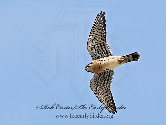 Falco sparverius  AMERICAN KESTREL  7013389z