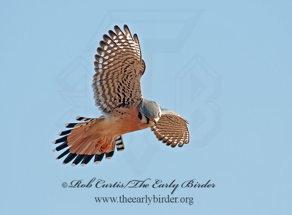 Falco sparverius  AMERICAN KESTREL  3010923z