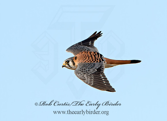 Falco sparverius  AMERICAN KESTREL  9026523z