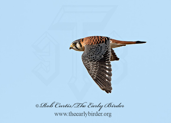 Falco sparverius  AMERICAN KESTREL  9026521z