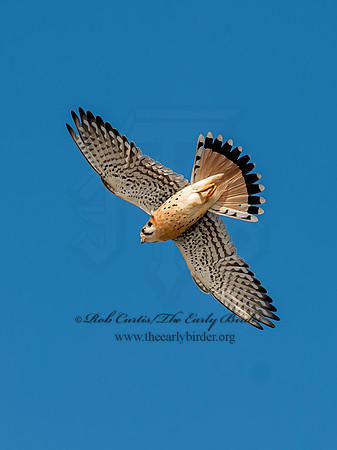 Falco sparverius  AMERICAN KESTREL  8029813z