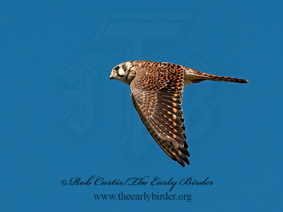 Falco sparverius  AMERICAN KESTREL  8031693z