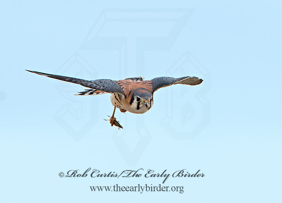 Falco sparverius  AMERICAN KESTREL  9027546z