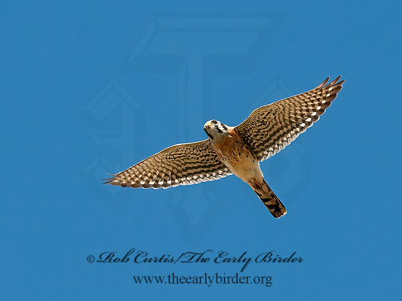 Falco sparverius  AMERICAN KESTREL  8031783z