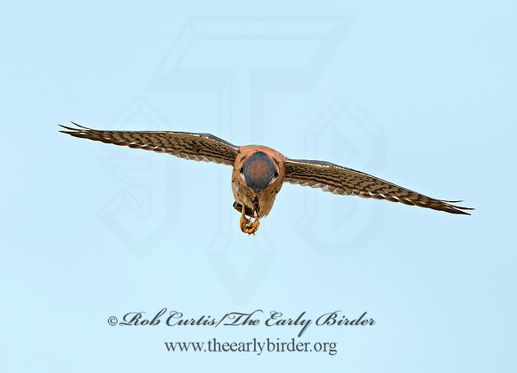 Falco sparverius  AMERICAN KESTREL  9027553z