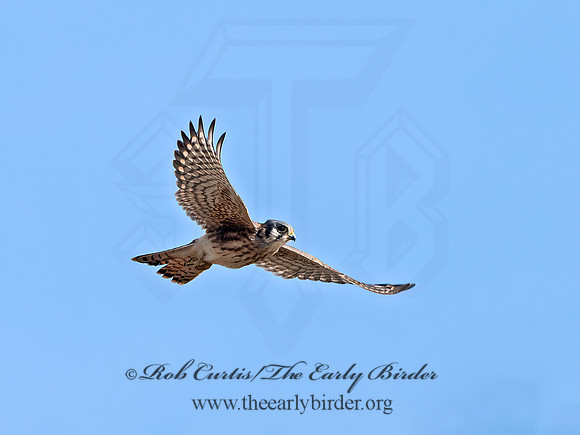 Falco sparverius  AMERICAN KESTREL 1307372z