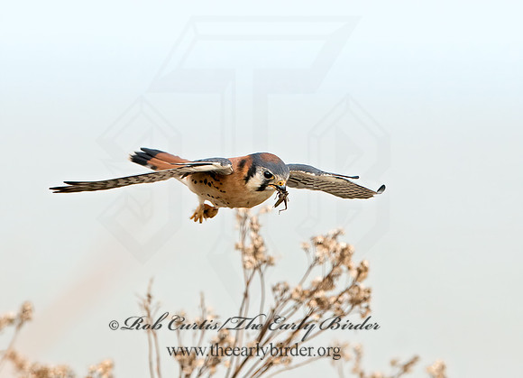 Falco sparverius  AMERICAN KESTREL  9027555z