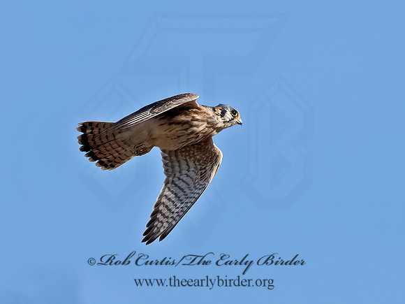 Falco sparverius  AMERICAN KESTREL 1307373z