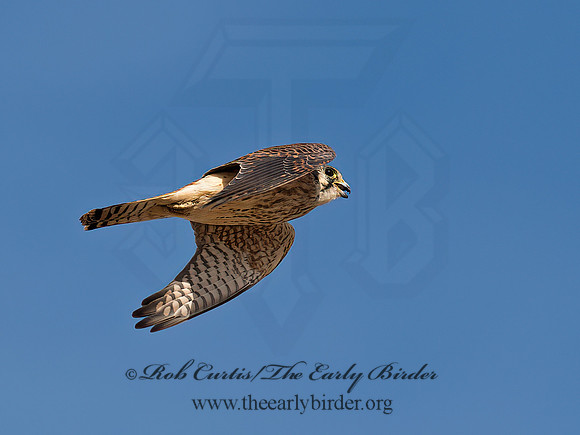 Falco sparverius  AMERICAN KESTREL 9065080z