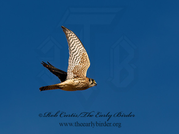 Falco sparverius  AMERICAN KESTREL 9065081z