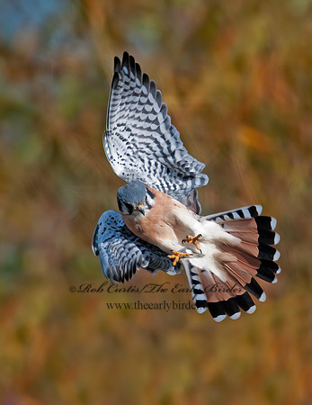 Falco sparverius  AMERICAN KESTREL  3004592-1z