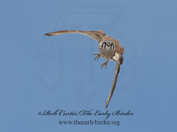 Falco sparverius  AMERICAN KESTREL 9054487z