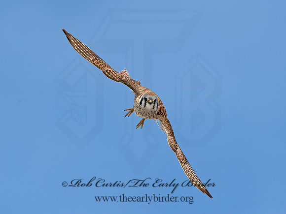 Falco sparverius  AMERICAN KESTREL 9054488z