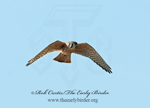 Falco sparverius  AMERICAN KESTREL  3009296z