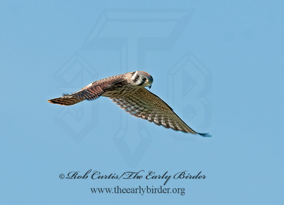Falco sparverius  AMERICAN KESTREL  3009298z