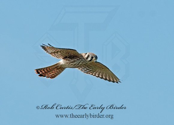 Falco sparverius  AMERICAN KESTREL  3009299z