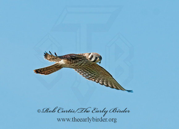 Falco sparverius  AMERICAN KESTREL  3009300z
