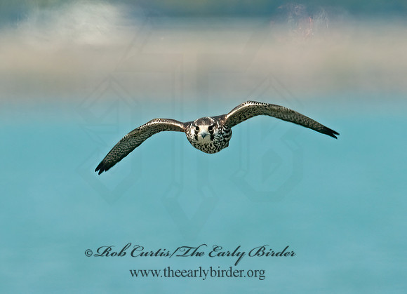 Falco sparverius  AMERICAN KESTREL  3010279z