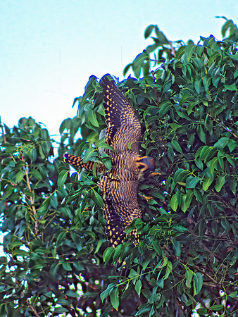 Falco sparverius  AMERICAN KESTREL  11622z