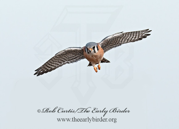 Falco sparverius  AMERICAN KESTREL  3010731z