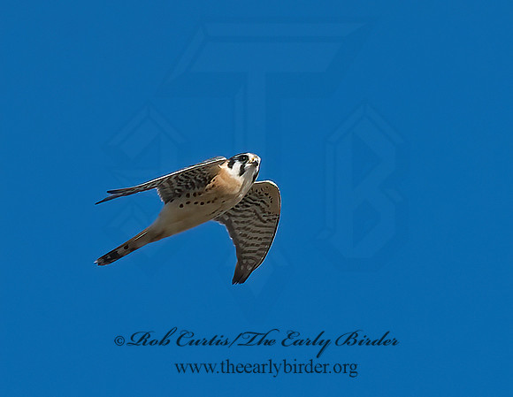 Falco sparverius  AMERICAN KESTREL  6018638 z
