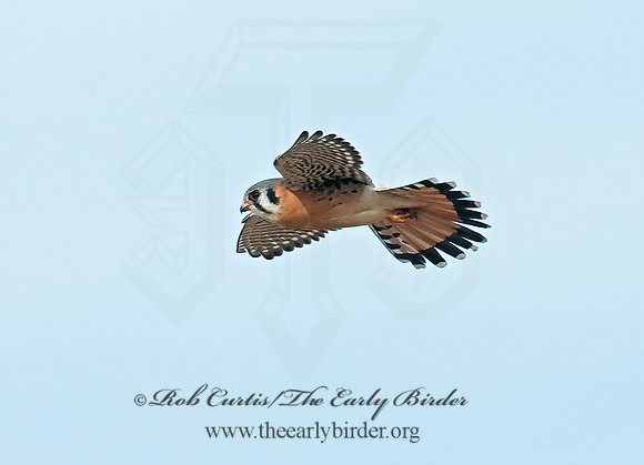 Falco sparverius  AMERICAN KESTREL  3010733z