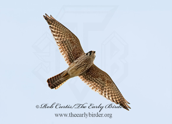 Falco sparverius  AMERICAN KESTREL  8021507z
