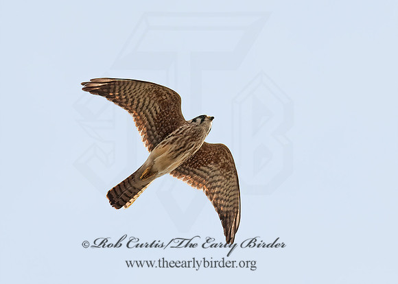 Falco sparverius  AMERICAN KESTREL  8021508z