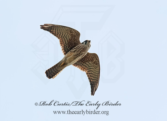 Falco sparverius  AMERICAN KESTREL  8021509z