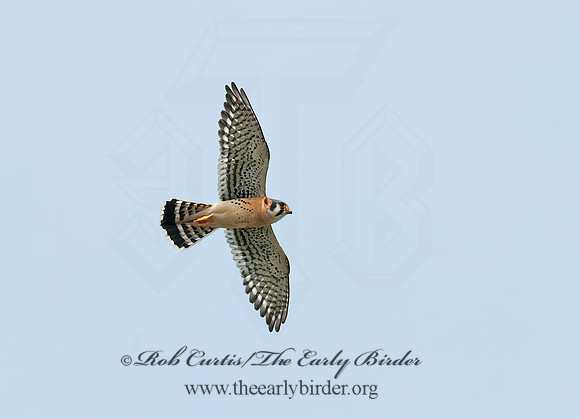 Falco sparverius  AMERICAN KESTREL  8021511z