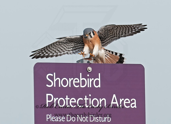 Falco sparverius  AMERICAN KESTREL  3010732z