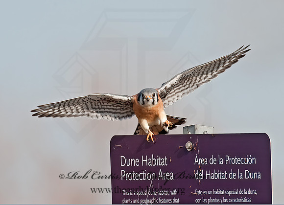 Falco sparverius  AMERICAN KESTREL  8027261z