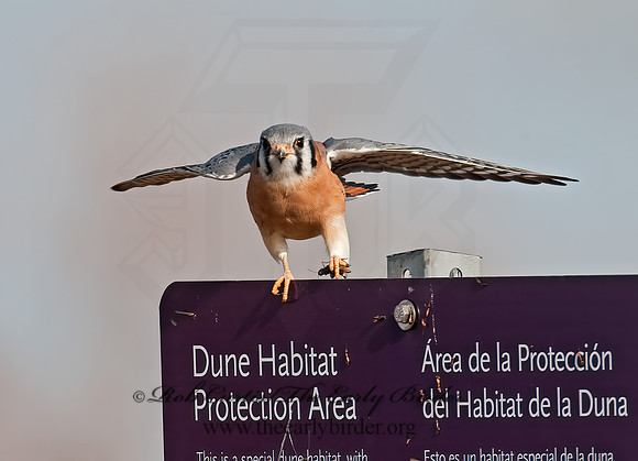 Falco sparverius  AMERICAN KESTREL  8027262z