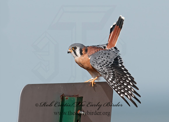 Falco sparverius  AMERICAN KESTREL  3010766z