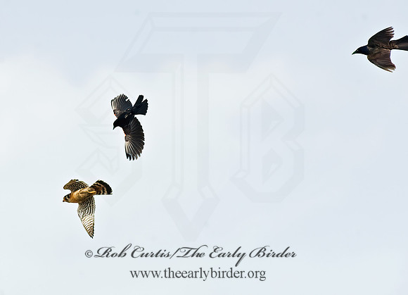 Falco sparverius  AMERICAN KESTREL  8012282z