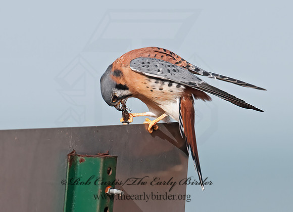 Falco sparverius  AMERICAN KESTREL  3010750z