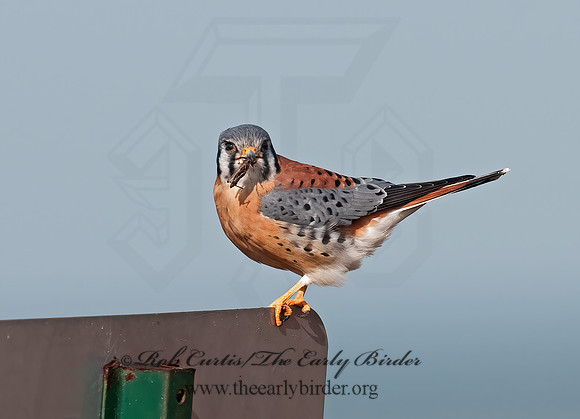 Falco sparverius  AMERICAN KESTREL  3010756z