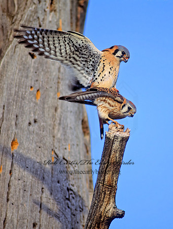 Falco sparverius  AMERICAN KESTREL  103816z