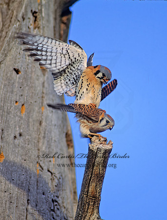 Falco sparverius  AMERICAN KESTREL  103818z