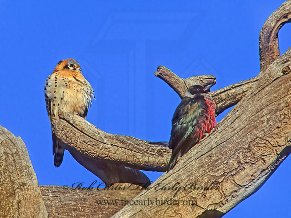 Falco sparverius  AMERICAN KESTREL  103834z